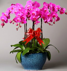 7 dall mor orkide  Samsun iek , ieki , iekilik 