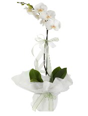 1 dal beyaz orkide iei  Samsun online ieki , iek siparii 