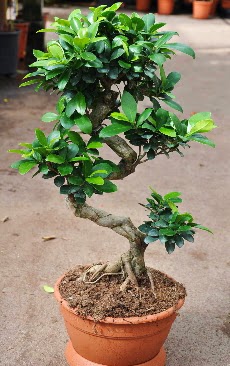 Orta boy bonsai saks bitkisi  Samsun yurtii ve yurtd iek siparii 