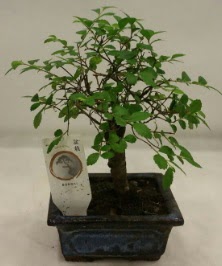 Minyatr ithal japon aac bonsai bitkisi  Samsun 14 ubat sevgililer gn iek 