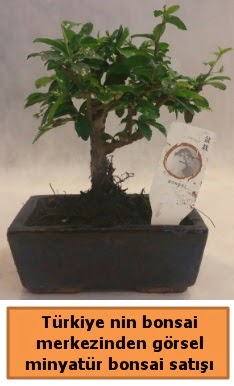 Japon aac bonsai sat ithal grsel  Samsun cicek , cicekci 