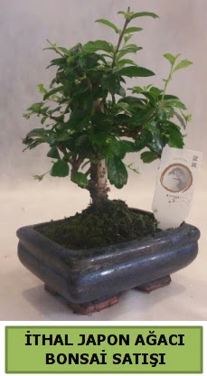 thal japon aac bonsai bitkisi sat  Samsun uluslararas iek gnderme 