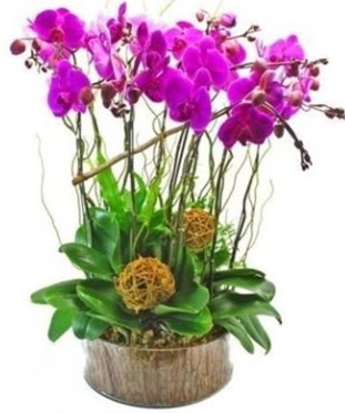 Ahap ktkte lila mor orkide 8 li  Samsun kaliteli taze ve ucuz iekler 