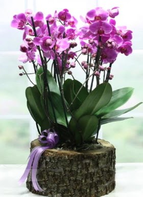 Ktk ierisinde 6 dall mor orkide  Samsun hediye sevgilime hediye iek 