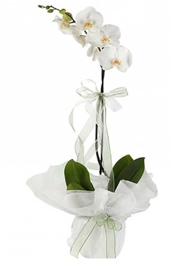 Tekli Beyaz Orkide  Samsun iek online iek siparii 