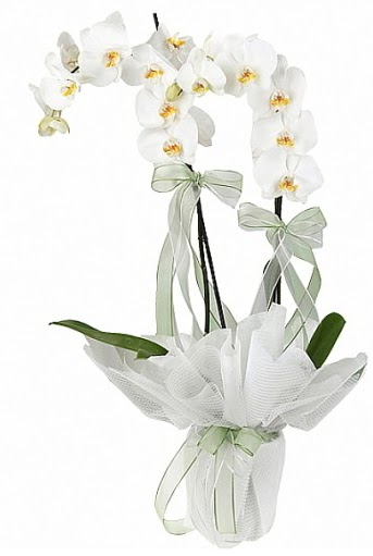ift Dall Beyaz Orkide  Samsun ieki telefonlar 