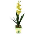 Özel Yapay Orkide Sari  Samsun internetten çiçek siparişi 
