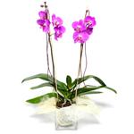  Samsun 14 şubat sevgililer günü çiçek  Cam yada mika vazo içerisinde  1 kök orkide