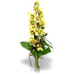  Samsun çiçek siparişi vermek  cam vazo içerisinde tek dal canli orkide