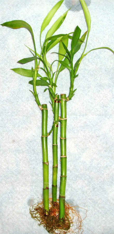 Lucky Bamboo 3 adet vazo hediye edilir   Samsun nternetten iek siparii 