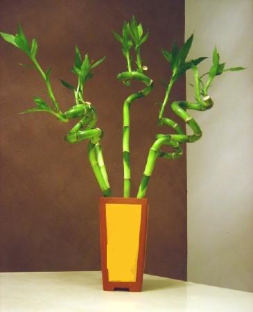 Lucky Bamboo 5 adet vazo ierisinde  Samsun kaliteli taze ve ucuz iekler 