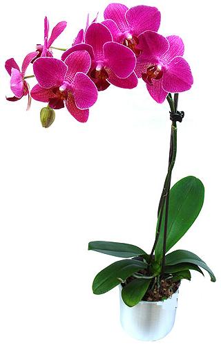  Samsun çiçek servisi , çiçekçi adresleri  saksi orkide çiçegi
