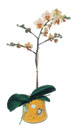  Samsun çiçek yolla , çiçek gönder , çiçekçi   Phalaenopsis Orkide ithal kalite