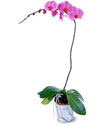  Samsun çiçek gönderme sitemiz güvenlidir  Orkide ithal kaliteli orkide 
