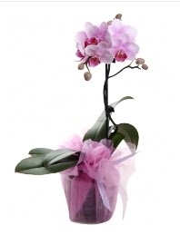1 dal pembe orkide saksı çiçeği  Samsun çiçekçi mağazası 