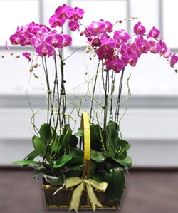 4 dallı mor orkide  Samsun çiçek siparişi sitesi 