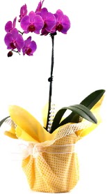  Samsun çiçek mağazası , çiçekçi adresleri  Tek dal mor orkide saksı çiçeği