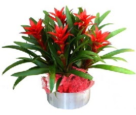 5 adet guzmanya saksı çiçeği  Samsun online çiçek gönderme sipariş 