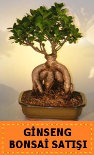 Ginseng bonsai satışı japon ağacı  Samsun İnternetten çiçek siparişi 