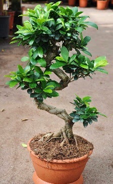 Orta boy bonsai saksı bitkisi  Samsun yurtiçi ve yurtdışı çiçek siparişi 