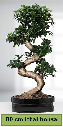 80 cm özel saksıda bonsai bitkisi  Samsun uluslararası çiçek gönderme 