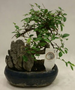 İthal 1.ci kalite bonsai japon ağacı  Samsun 14 şubat sevgililer günü çiçek 