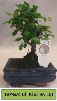 Bonsai ithal görsel minyatür japon ağacı  Samsun hediye sevgilime hediye çiçek 