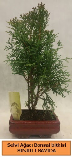 Selvi ağacı bonsai japon ağacı bitkisi  Samsun 14 şubat sevgililer günü çiçek 