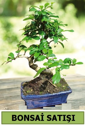 Çam bonsai japon ağacı satışı  Samsun 14 şubat sevgililer günü çiçek 