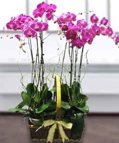 7 dallı mor lila orkide  Samsun online çiçek gönderme sipariş 
