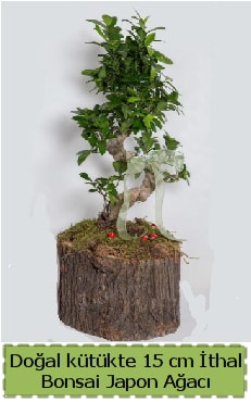 Doğal kütükte İthal bonsai japon ağacı  Samsun cicekciler , cicek siparisi 