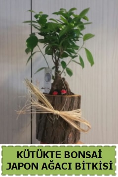 Kütük içerisinde doğal bonsai ağacı  Samsun uluslararası çiçek gönderme 