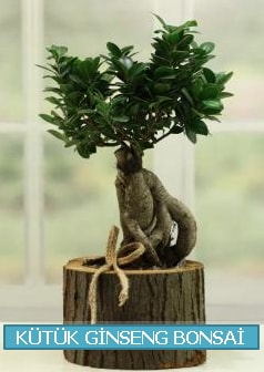 Kütük ağaç içerisinde ginseng bonsai  Samsun online çiçek gönderme sipariş 