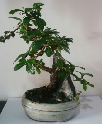 S şeklinde ithal bonsai ağacı  Samsun cicek , cicekci 