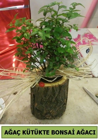 Doğal ağaç kütük içerisinde bonsai ağacı  Samsun online çiçek gönderme sipariş 