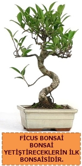 Ficus bonsai 15 ile 25 cm arasındadır  Samsun cicek , cicekci 