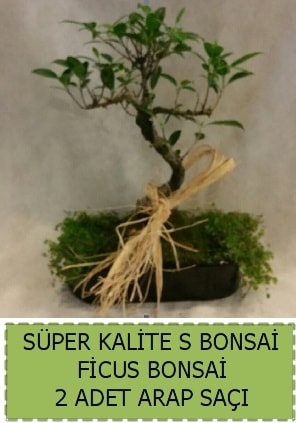 Ficus S Bonsai ve arap saçı  Samsun uluslararası çiçek gönderme 