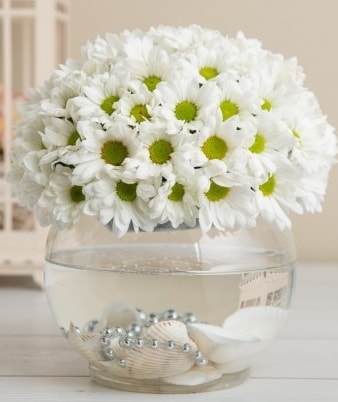 Fanusta beyaz Papatya  Samsun 14 şubat sevgililer günü çiçek 