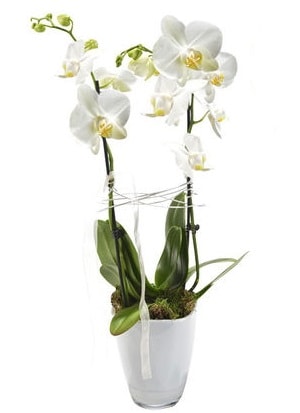 2 dallı beyaz seramik beyaz orkide saksısı  Samsun online çiçek gönderme sipariş 
