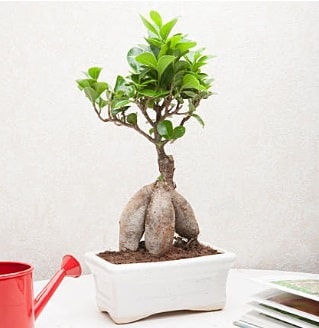 Exotic Ficus Bonsai ginseng  Samsun ucuz çiçek gönder 