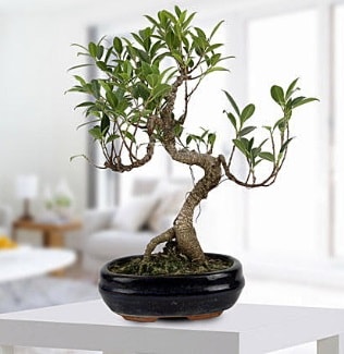 Gorgeous Ficus S shaped japon bonsai  Samsun internetten çiçek satışı 