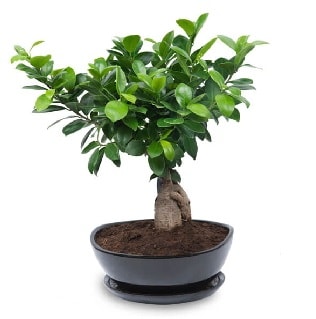 Ginseng bonsai ağacı özel ithal ürün  Samsun kaliteli taze ve ucuz çiçekler 
