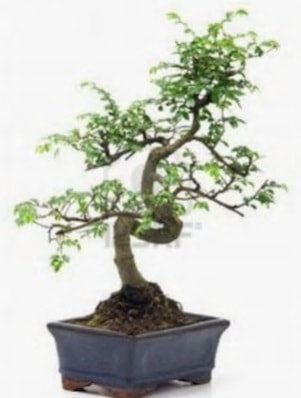 S gövde bonsai minyatür ağaç japon ağacı  Samsun 14 şubat sevgililer günü çiçek 