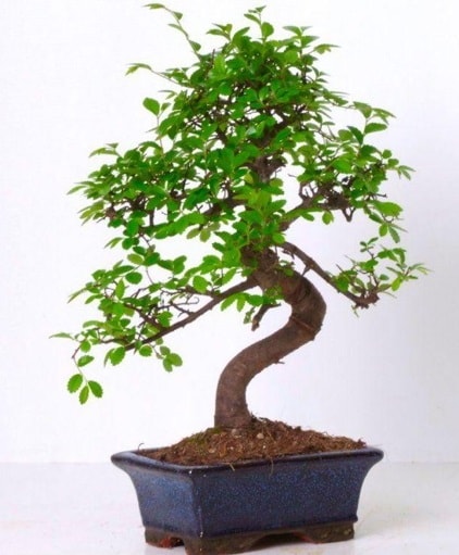 S gövdeli bonsai minyatür ağaç japon ağacı  Samsun online çiçek gönderme sipariş 