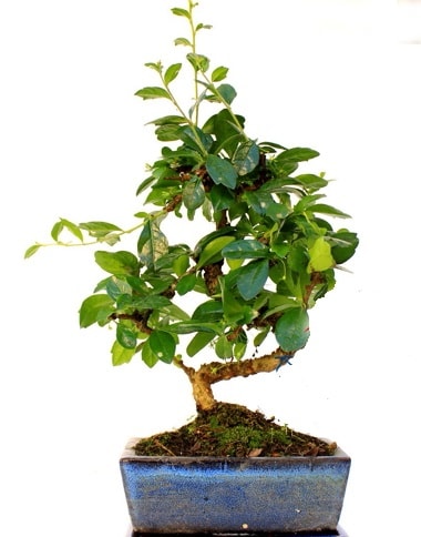 S gövdeli carmina bonsai ağacı  Samsun cicek , cicekci  Minyatür ağaç