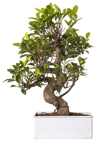 Exotic Green S Gövde 6 Year Ficus Bonsai  Samsun online çiçek gönderme sipariş 